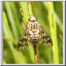 Atherix ibis - Ibisfliege w01.jpg